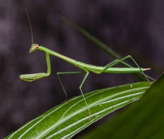تعرفوا إلى أسرار الشخصية التي تكشفها الحشرة المناسبة لكل برج صورة رقم 9 تعرفوا إلى أسرار الشخصية التي تكشفها الحشرة المناسبة لكل برج صورة رقم 9