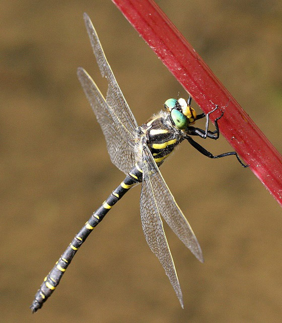 تعرفوا إلى أسرار الشخصية التي تكشفها الحشرة المناسبة لكل برج صورة رقم 12 تعرفوا إلى أسرار الشخصية التي تكشفها الحشرة المناسبة لكل برج صورة رقم 12