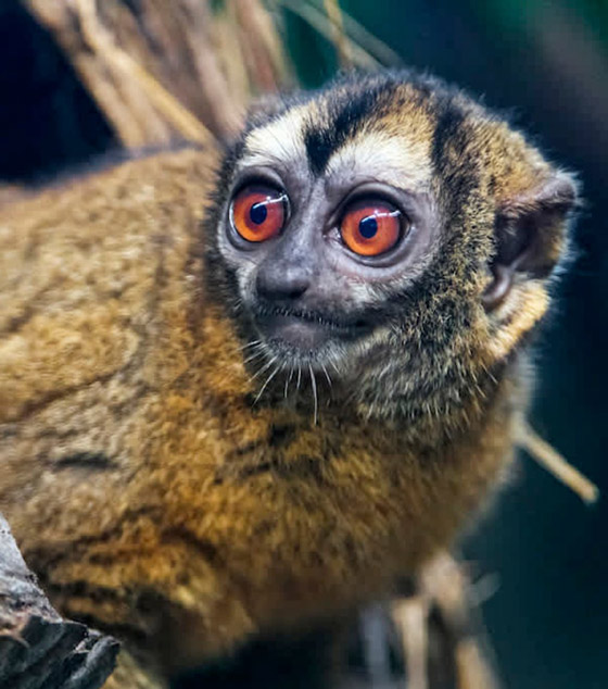 22 حيواناً يشاركك الكسل: أحدهم ينام 24 ساعة صورة رقم 11