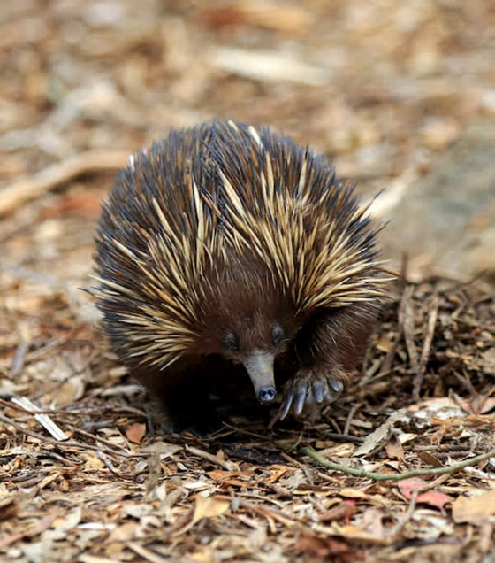 22 حيواناً يشاركك الكسل: أحدهم ينام 24 ساعة صورة رقم 8