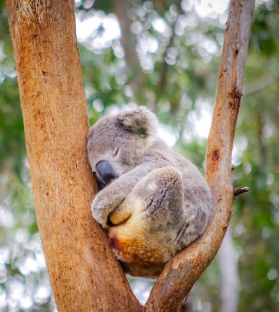 22 حيواناً يشاركك الكسل: أحدهم ينام 24 ساعة صورة رقم 1