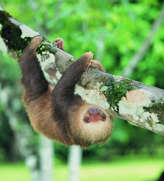 22 حيواناً يشاركك الكسل: أحدهم ينام 24 ساعة صورة رقم 2