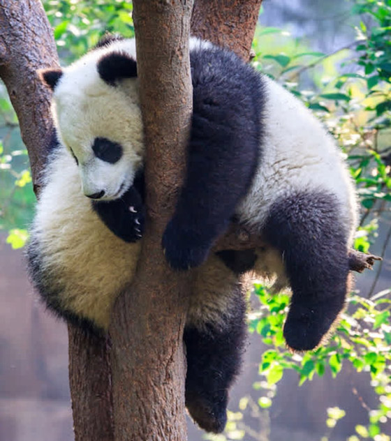 22 حيواناً يشاركك الكسل: أحدهم ينام 24 ساعة صورة رقم 3