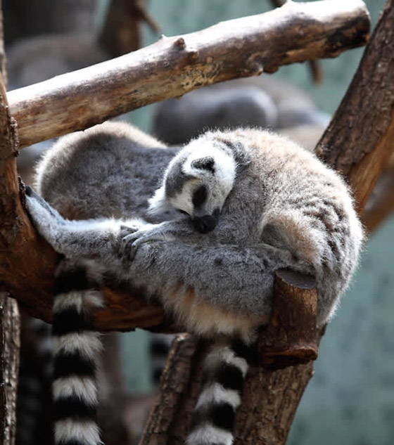 22 حيواناً يشاركك الكسل: أحدهم ينام 24 ساعة صورة رقم 4