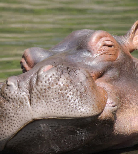 22 حيواناً يشاركك الكسل: أحدهم ينام 24 ساعة صورة رقم 16