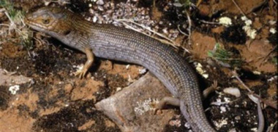 22 حيواناً يشاركك الكسل: أحدهم ينام 24 ساعة صورة رقم 20