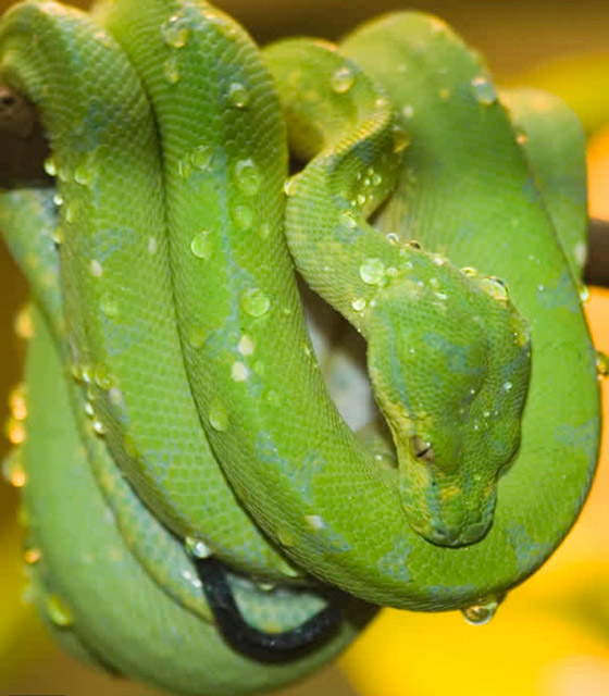 22 حيواناً يشاركك الكسل: أحدهم ينام 24 ساعة صورة رقم 17