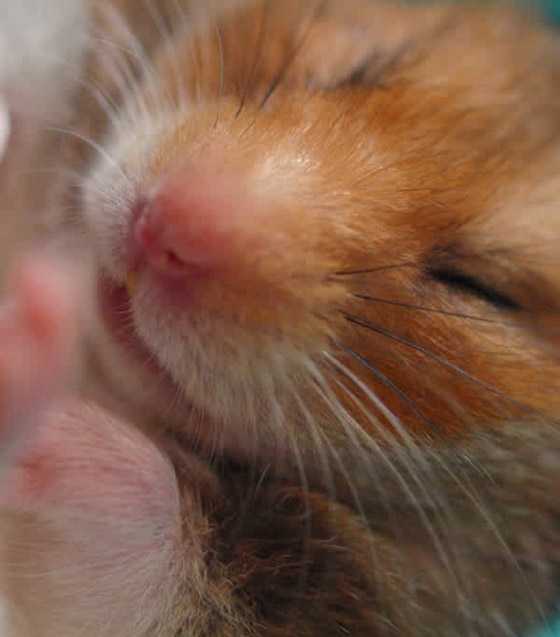 22 حيواناً يشاركك الكسل: أحدهم ينام 24 ساعة صورة رقم 13