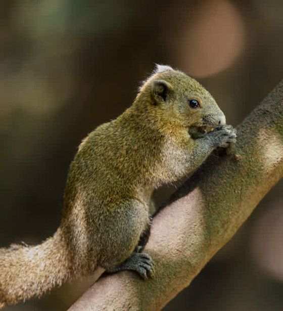 22 حيواناً يشاركك الكسل: أحدهم ينام 24 ساعة صورة رقم 15