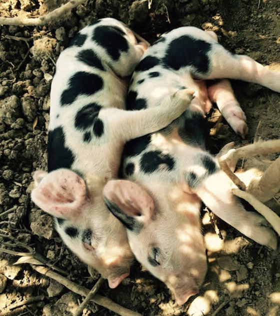 22 حيواناً يشاركك الكسل: أحدهم ينام 24 ساعة صورة رقم 14