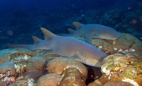 22 حيواناً يشاركك الكسل: أحدهم ينام 24 ساعة صورة رقم 22