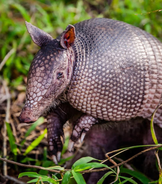 22 حيواناً يشاركك الكسل: أحدهم ينام 24 ساعة صورة رقم 6