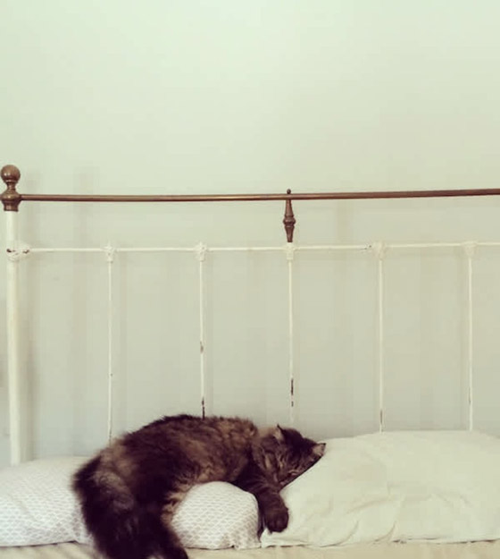 22 حيواناً يشاركك الكسل: أحدهم ينام 24 ساعة صورة رقم 7