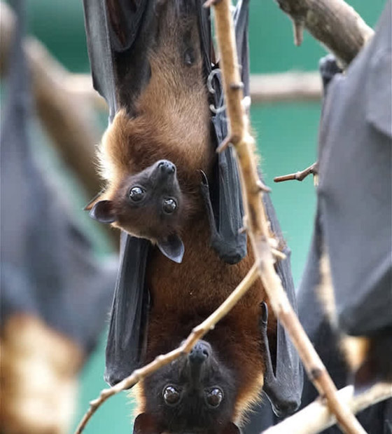 22 حيواناً يشاركك الكسل: أحدهم ينام 24 ساعة صورة رقم 12