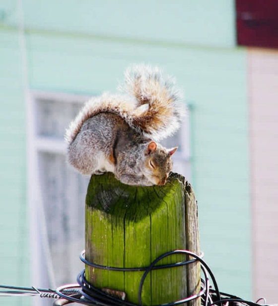 22 حيواناً يشاركك الكسل: أحدهم ينام 24 ساعة صورة رقم 9