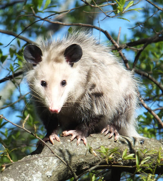 22 حيواناً يشاركك الكسل: أحدهم ينام 24 ساعة صورة رقم 19