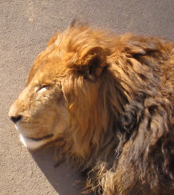 22 حيواناً يشاركك الكسل: أحدهم ينام 24 ساعة صورة رقم 5