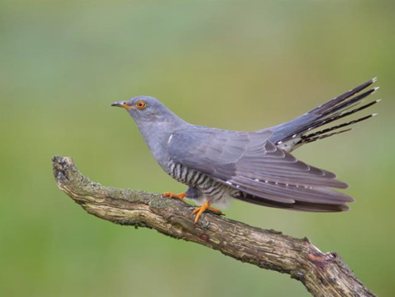 22 حيواناً يشاركك الكسل: أحدهم ينام 24 ساعة صورة رقم 21