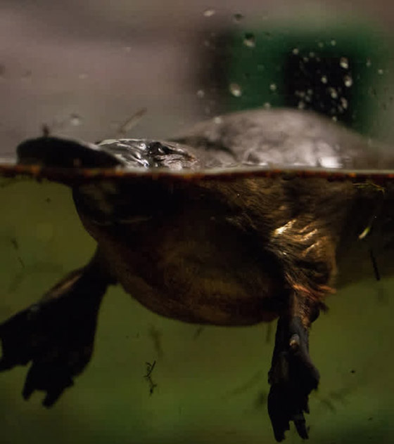 22 حيواناً يشاركك الكسل: أحدهم ينام 24 ساعة صورة رقم 18