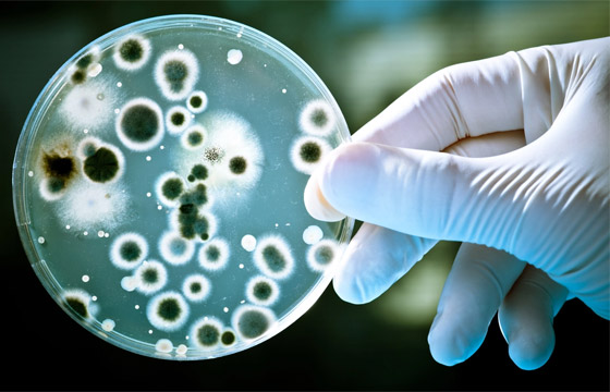 قادرة على الحديث.. إليكم معلومات مذهلة عن البكتيريا لم تسمعوا بها من قبل صورة رقم 3