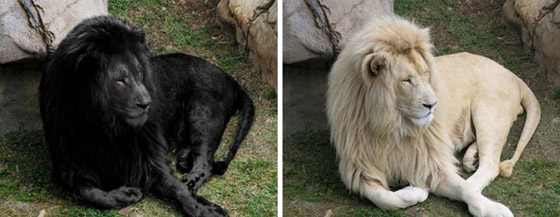 صور منتشرة حول العالم ولكنها مفبركة وغير حقيقية: بعضها سيصيبك بالصدمة صورة رقم 2