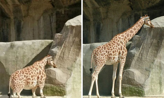 صور منتشرة حول العالم ولكنها مفبركة وغير حقيقية: بعضها سيصيبك بالصدمة صورة رقم 1