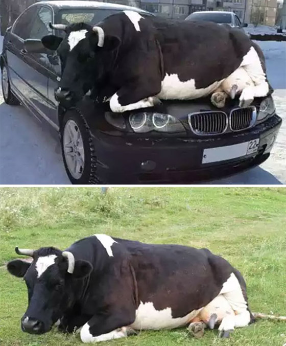 صور منتشرة حول العالم ولكنها مفبركة وغير حقيقية: بعضها سيصيبك بالصدمة صورة رقم 4