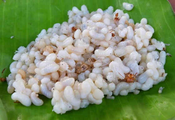 بعضها مقزز.. إليكم أغرب 15 نوعا من الأطعمة حول العالم صورة رقم 6