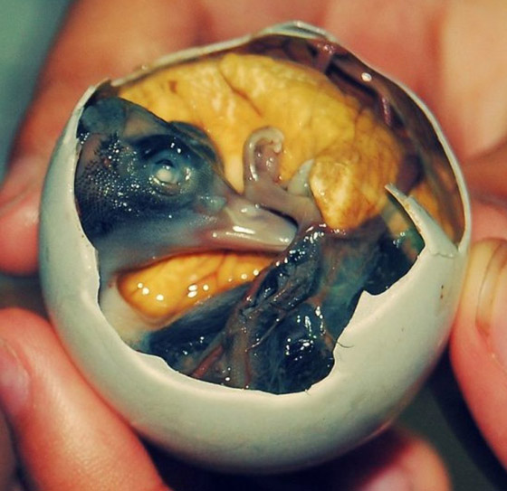 بعضها مقزز.. إليكم أغرب 15 نوعا من الأطعمة حول العالم صورة رقم 10