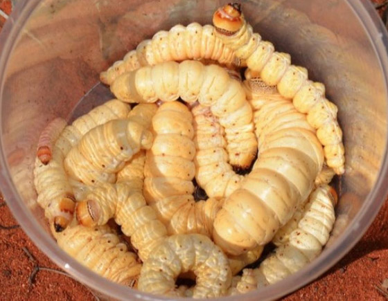 بعضها مقزز.. إليكم أغرب 15 نوعا من الأطعمة حول العالم صورة رقم 12