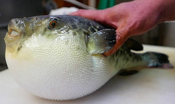 بعضها مقزز.. إليكم أغرب 15 نوعا من الأطعمة حول العالم صورة رقم 14