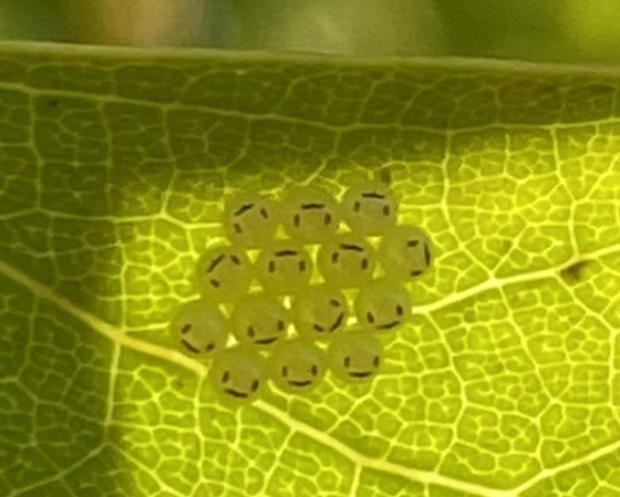 عندما تقرر الطبيعة أن تضحك لك ستكون هذه النتيجة: لقطات مليئة بالبهجة صورة رقم 10