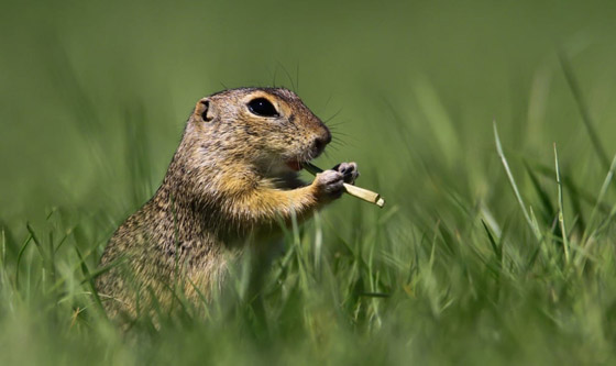مسابقة كوميديا الحياة البرية 2021: لن تتوقف عن الضحك بعد مشاهدة الصور صورة رقم 1