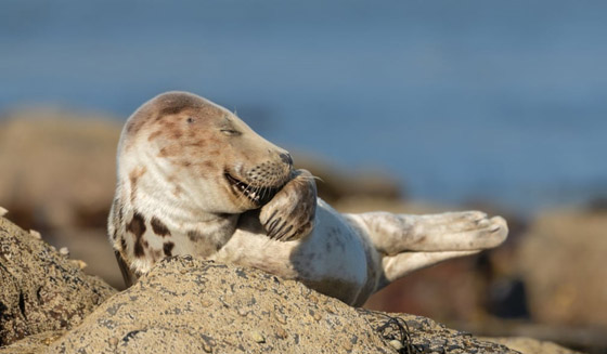 مسابقة كوميديا الحياة البرية 2021: لن تتوقف عن الضحك بعد مشاهدة الصور صورة رقم 2