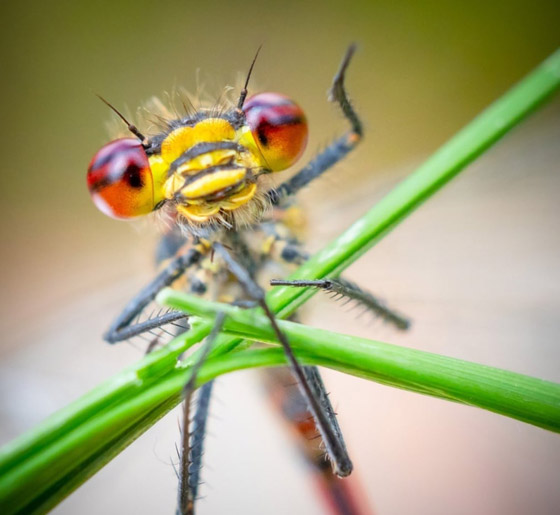 مسابقة كوميديا الحياة البرية 2021: لن تتوقف عن الضحك بعد مشاهدة الصور صورة رقم 3