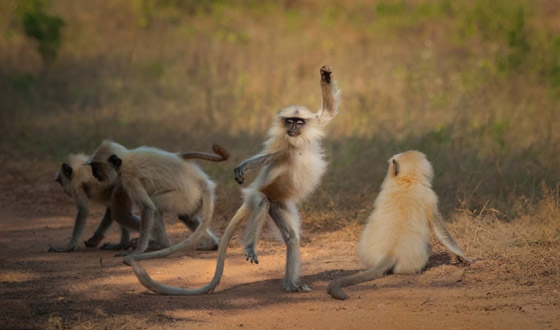 مسابقة كوميديا الحياة البرية 2021: لن تتوقف عن الضحك بعد مشاهدة الصور صورة رقم 4