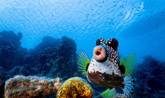 مسابقة كوميديا الحياة البرية 2021: لن تتوقف عن الضحك بعد مشاهدة الصور صورة رقم 5