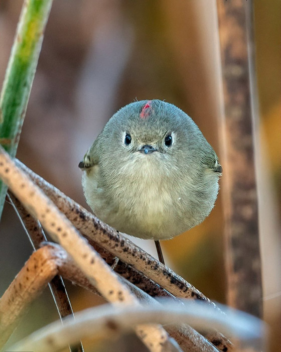 مسابقة كوميديا الحياة البرية 2021: لن تتوقف عن الضحك بعد مشاهدة الصور صورة رقم 6