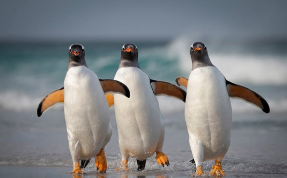 مسابقة كوميديا الحياة البرية 2021: لن تتوقف عن الضحك بعد مشاهدة الصور صورة رقم 7