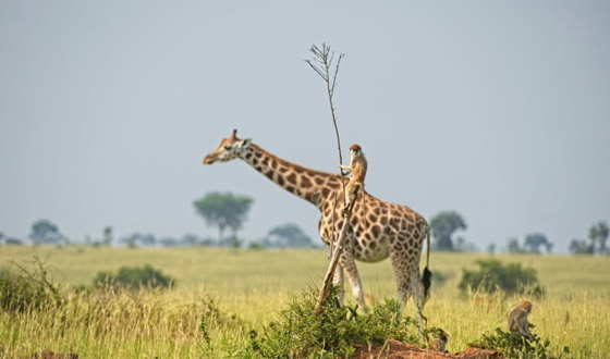 مسابقة كوميديا الحياة البرية 2021: لن تتوقف عن الضحك بعد مشاهدة الصور صورة رقم 8