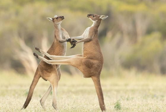 مسابقة كوميديا الحياة البرية 2021: لن تتوقف عن الضحك بعد مشاهدة الصور صورة رقم 9