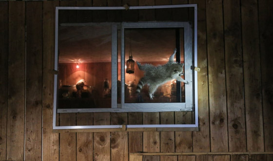 مسابقة كوميديا الحياة البرية 2021: لن تتوقف عن الضحك بعد مشاهدة الصور صورة رقم 10