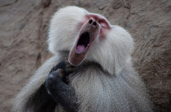 مسابقة كوميديا الحياة البرية 2021: لن تتوقف عن الضحك بعد مشاهدة الصور صورة رقم 11