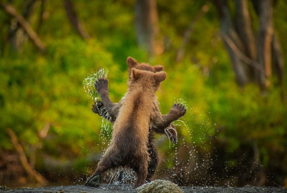 مسابقة كوميديا الحياة البرية 2021: لن تتوقف عن الضحك بعد مشاهدة الصور صورة رقم 12
