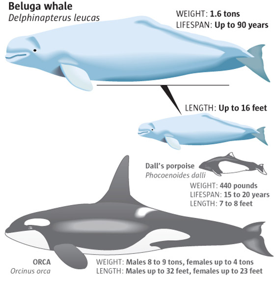 فيديو: ظهور حوت بيلوغا ضخم في المحيط الهادئ اختفى منذ عام 1940 صورة رقم 10