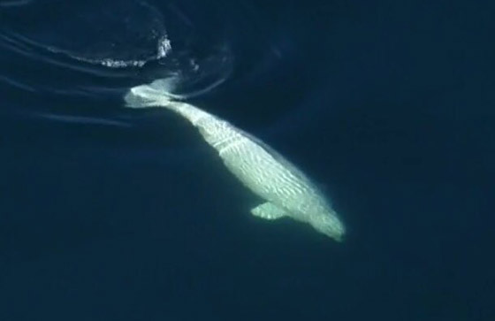 فيديو: ظهور حوت بيلوغا ضخم في المحيط الهادئ اختفى منذ عام 1940 صورة رقم 3