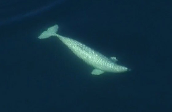 فيديو: ظهور حوت بيلوغا ضخم في المحيط الهادئ اختفى منذ عام 1940 صورة رقم 4