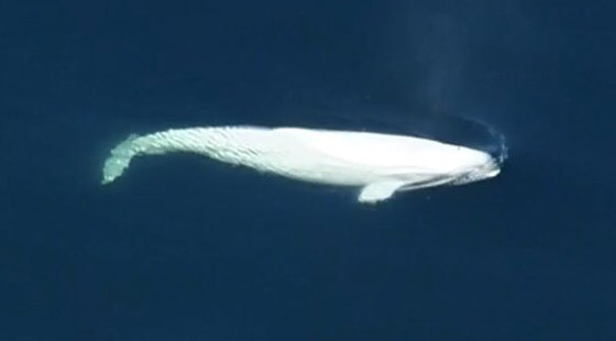 فيديو: ظهور حوت بيلوغا ضخم في المحيط الهادئ اختفى منذ عام 1940 صورة رقم 5