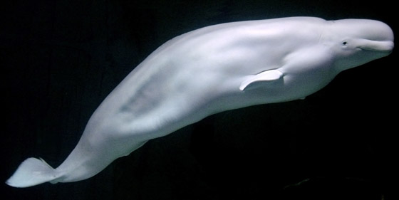 فيديو: ظهور حوت بيلوغا ضخم في المحيط الهادئ اختفى منذ عام 1940 صورة رقم 11