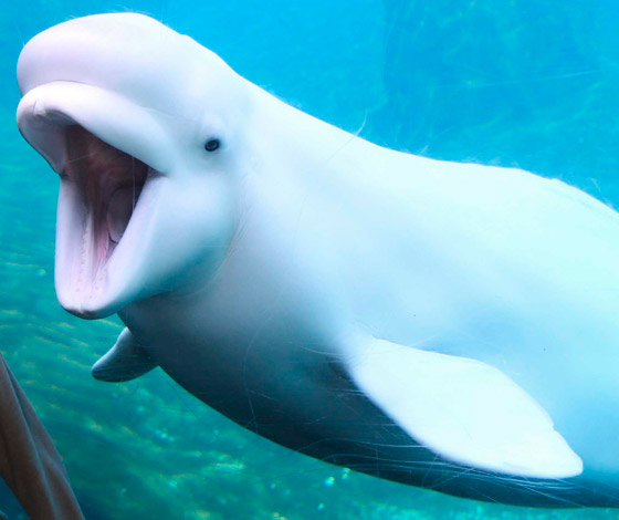 فيديو: ظهور حوت بيلوغا ضخم في المحيط الهادئ اختفى منذ عام 1940 صورة رقم 12